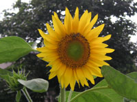  ヒマワリ〔向日葵〕の花（写真）