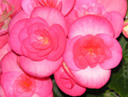 写真「リーガ･ベゴニアの花」