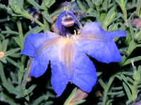 バイオレット・レナの花