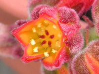 キンコウセイの花（写真）