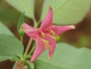 ウグイスカグラ〔鶯神楽〕の花（写真）