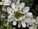 イベリスの花（写真）