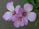 写真「ゴデチア〔godetia〕の花」