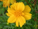 キバナコスモス〔黄花コスモス〕の花（写真）
