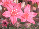 写真「タキタス・ベルスの花」