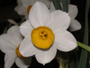 ニホンスイセン〔日本水仙〕の花（写真）