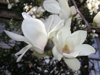 ハクモクレンの花（写真）