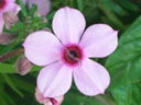 写真「プレミエラの花」