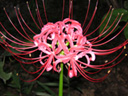 ヒガンバナの花（写真）