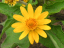 メランポデュウムの花（写真）