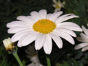 マーガレケットの花（写真）