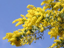 ギンヨウアカシア〔銀葉アカシア〕の花（写真）