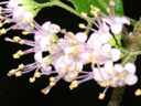 ムラサキシキブ〔紫式部〕の花（写真）