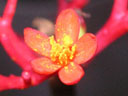 写真「ヤトロファの花」