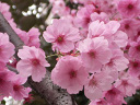 サクラ〔桜〕の花（写真）