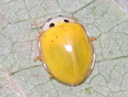 キアゲハ〔幼虫〕の写真