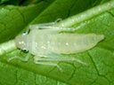 ツマグロオオヨコバイ（幼虫）の写真