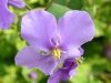 オオアラセイトウ〔大紫羅欄花〕の花（写真）