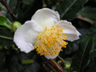 写真「チャノキ〔茶の木〕の花」