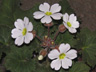 写真「プリムラ・・シネンシスの花」