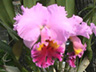 写真「カトレア〔Cattleya〕の花」