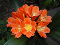 クンシラン〔君子蘭〕の花（写真）
