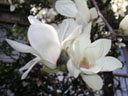 モクレン〔白木蓮〕の花（写真）