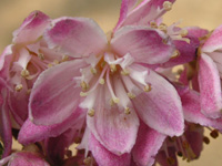 ウツギ「マギシェン」の花