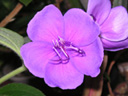 「写真」シコンノボタン〔紫紺野牡丹〕の花