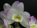写真「デンドロビウム〔Dendrobium〕の花」