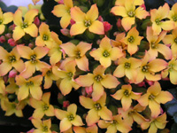 カランコエの花（写真）