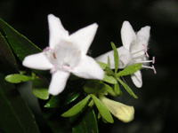 写真「アベリア〔Abelia〕の花」