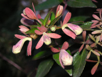 写真「アベリア〔Abelia〕の花」