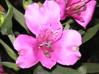 写真「アルストロエメリアの花」