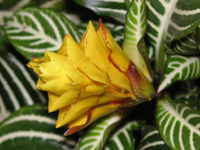 アフェランドラ「黄色い花序の苞」