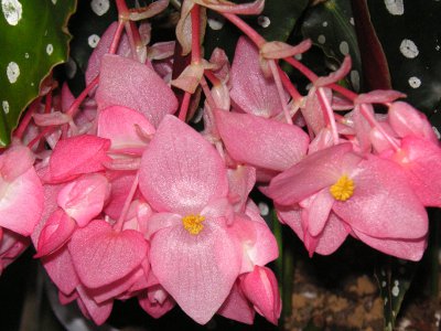木立ベゴニアの花（写真）