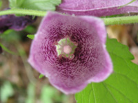 写真「ホタルブクロ〔蛍袋〕の花」