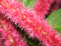 写真「ベニヒモノキ〔紅紐の木〕の花」