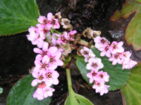 写真「ヒマラヤユキノシタの花」