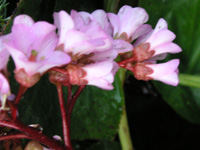 写真「ヒマラヤユキノシタ〕の花」
