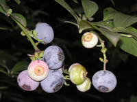 写真「ブルーベリー〔Blueberry〕の花」