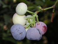 写真「ブルーベリー〔Blueberry〕の花」