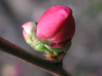 写真「ボケ〔木瓜〕の花」