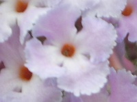 ブッドレアの花（写真）