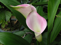 写真「カラー〔Calla〕の花」