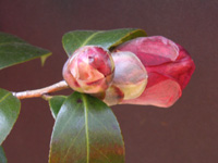 写真「ツバキ〔椿〕の花」