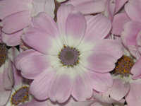 写真「シネラリアの花」