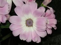 写真「シネラリアの花」