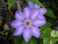 写真「クレマチス〔Clematis〕の花」