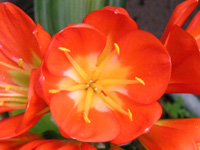クンシランの花の写真